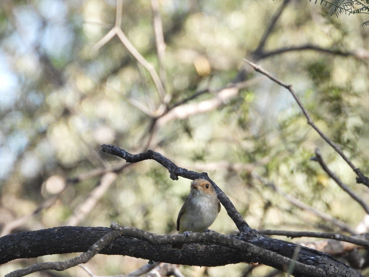 Fulvous-crowned Scrub-Tyrant - ML645804099