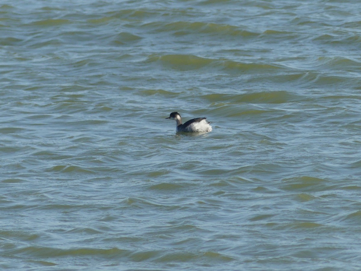 Eared Grebe - ML645804100