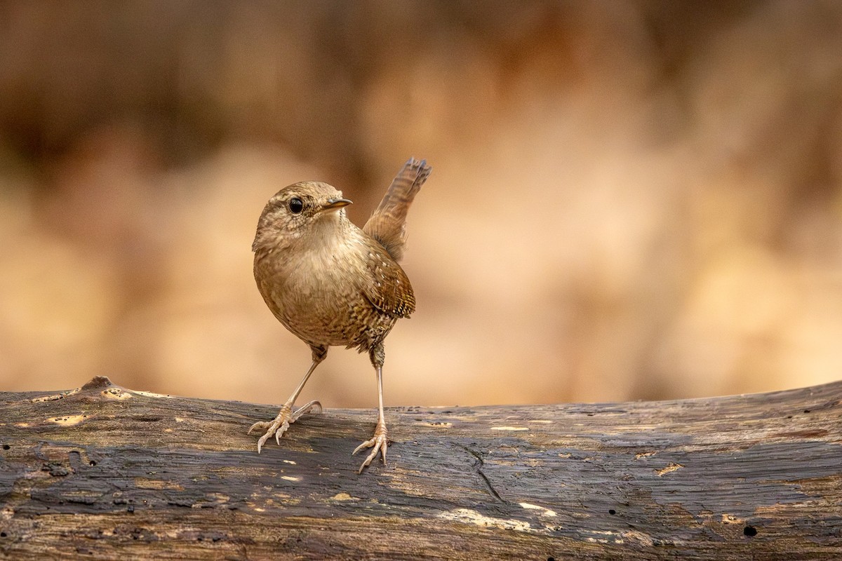 Winter Wren - ML645804102