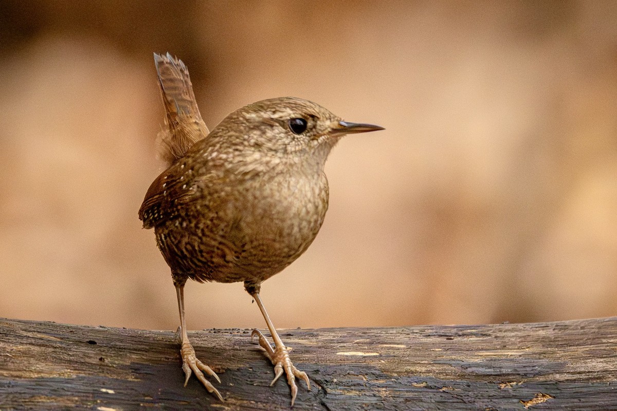 Winter Wren - ML645804103