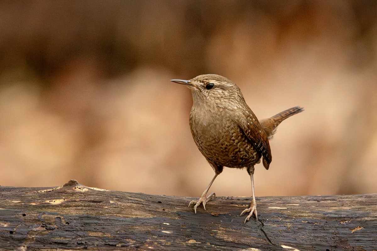 Winter Wren - ML645804104