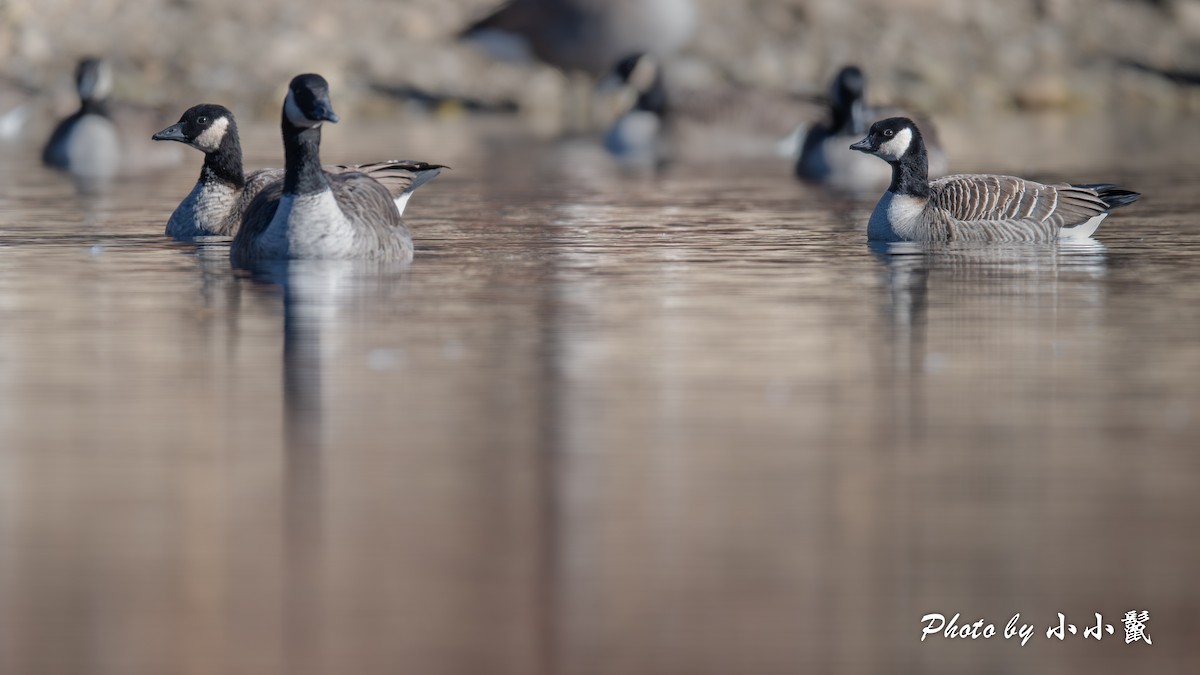 Cackling Goose (Richardson's) - ML645804106
