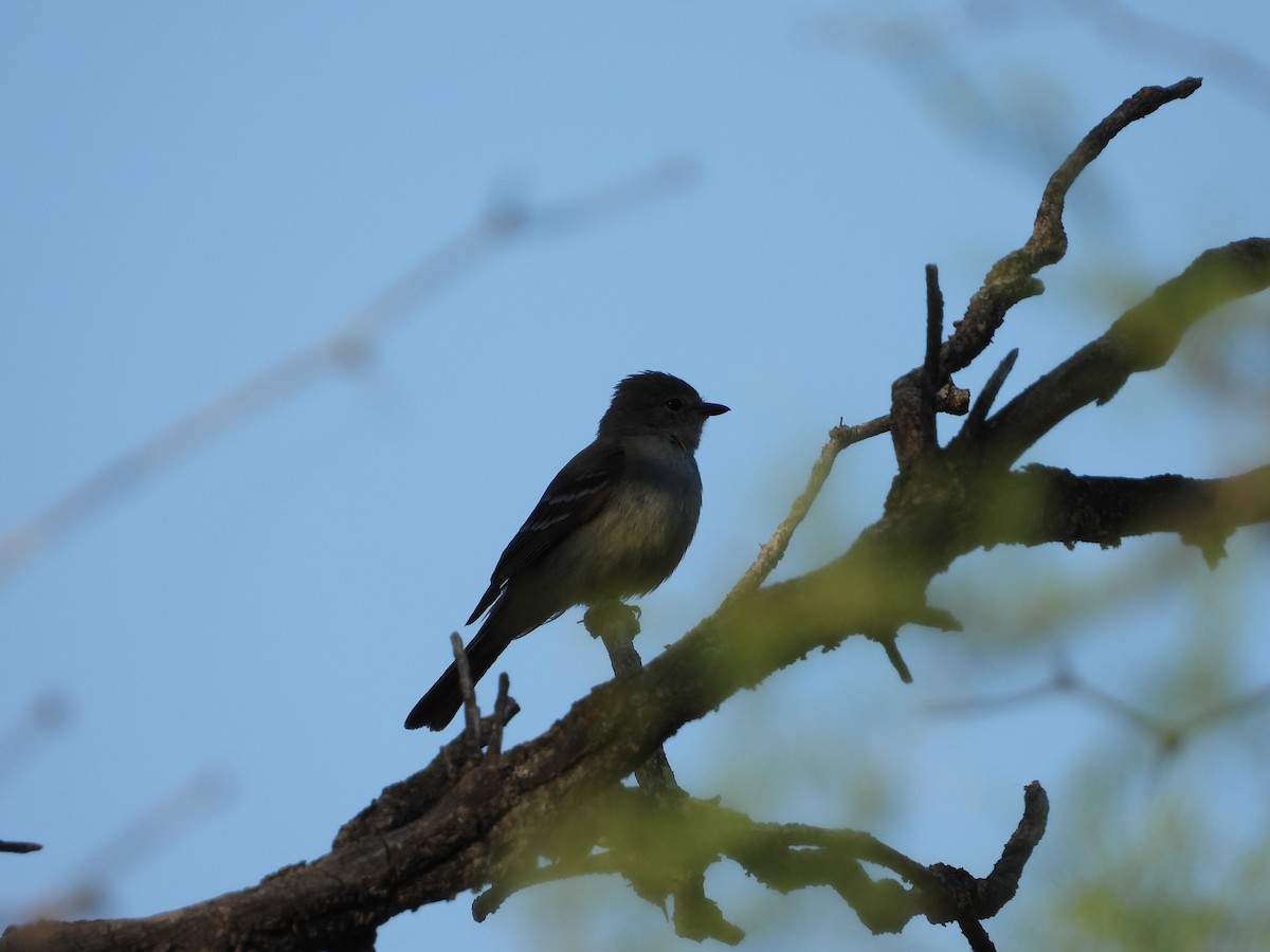 Southern Scrub-Flycatcher - ML645804118