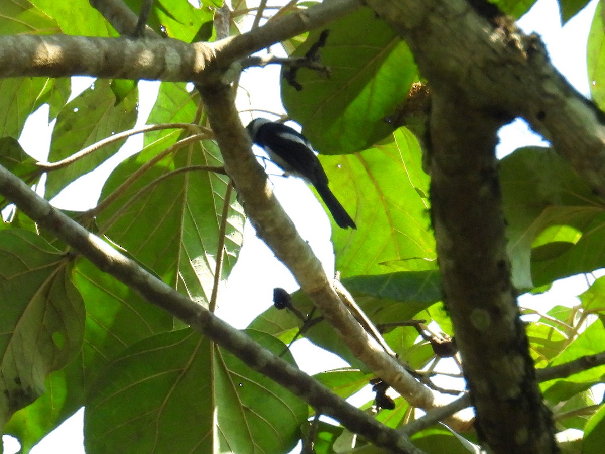 Alaca Gözlüklü Monark - ML645804119