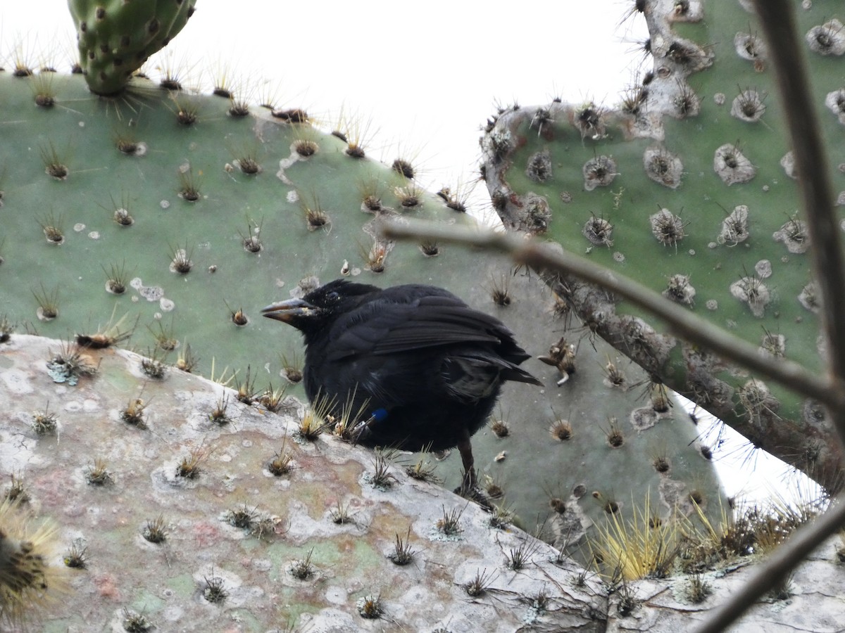 Землянчик кактусовий - ML645804121