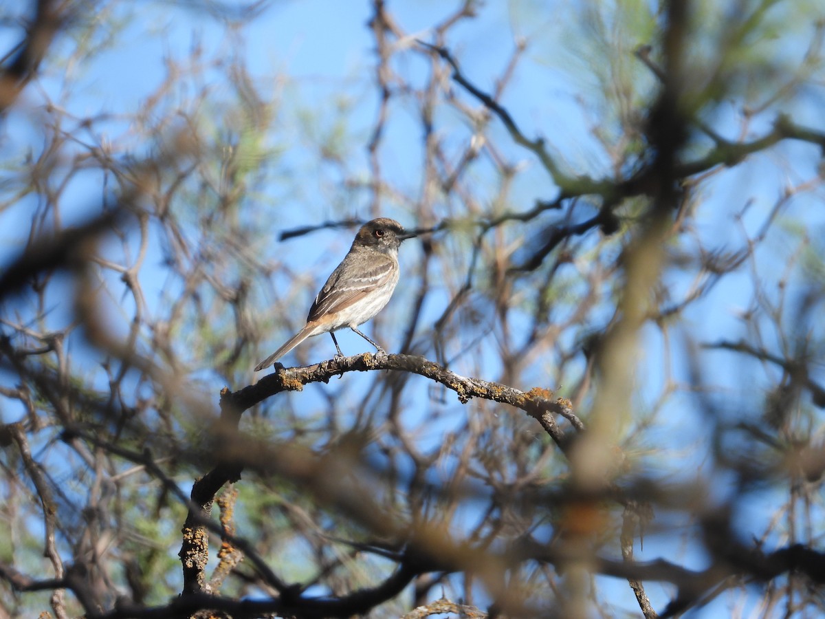 Cinereous Tyrant - ML645804125