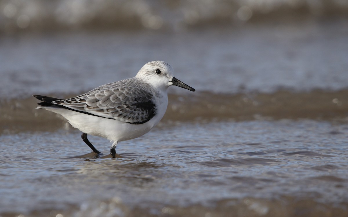 三趾濱鷸 - ML645804137