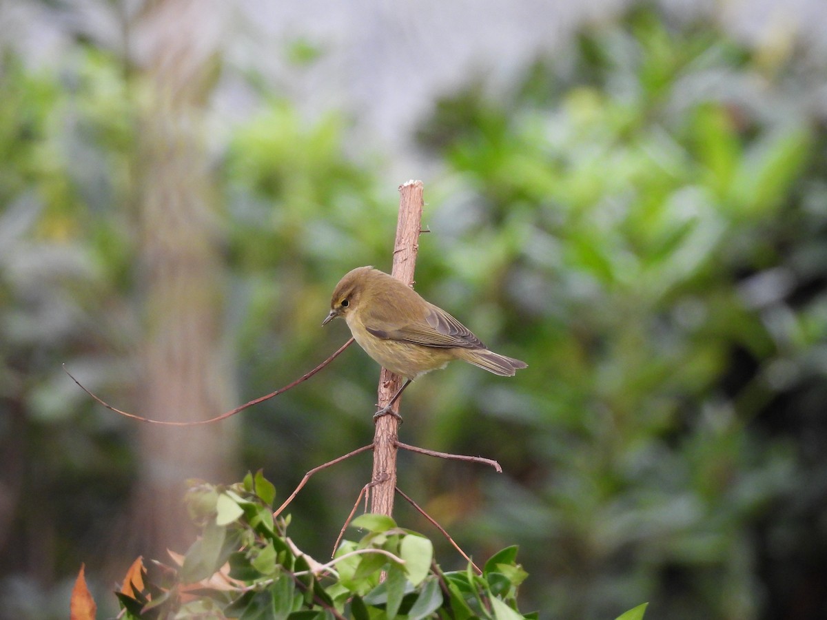 Common Chiffchaff - ML645804138