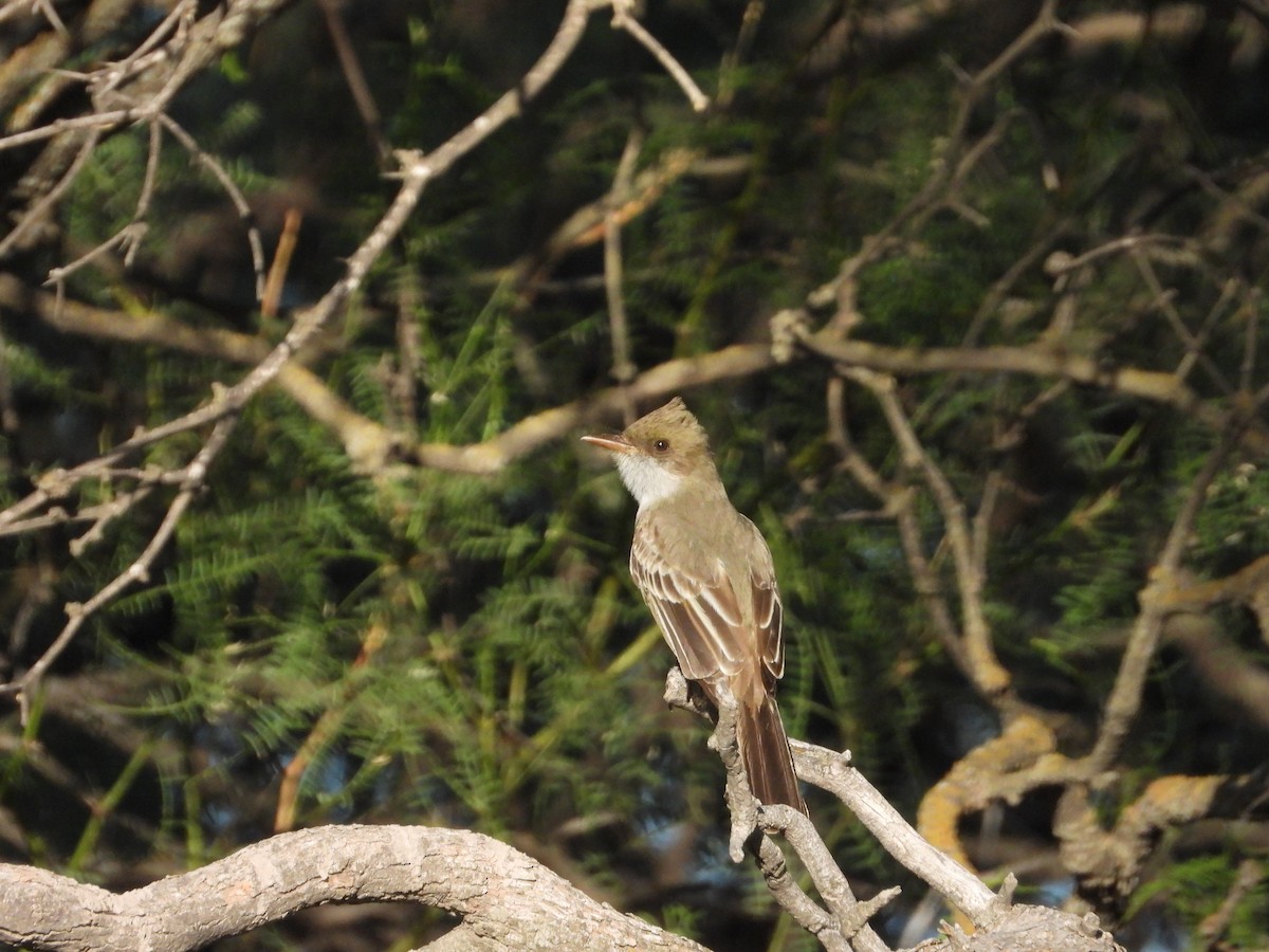 Swainson's Flycatcher - ML645804139