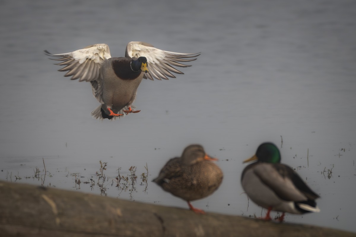 Кряква - ML645804141