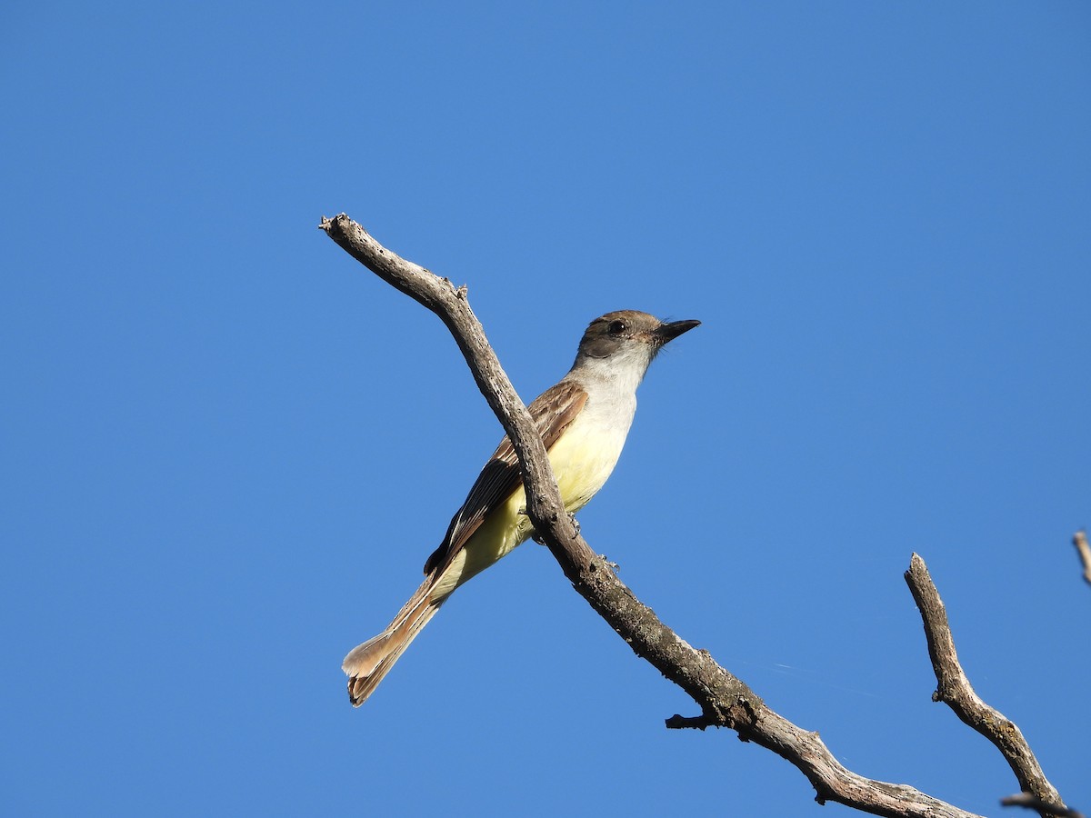 Brown-crested Flycatcher - ML645804143