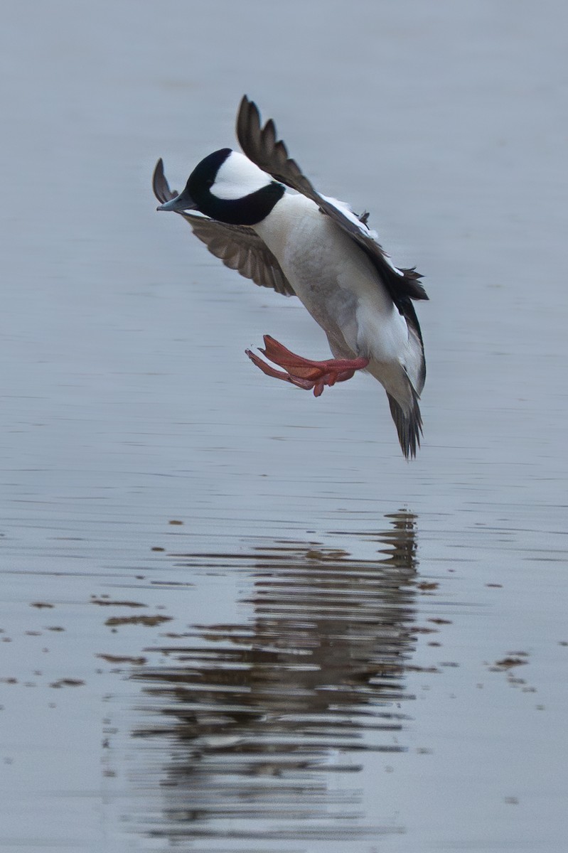 Гоголь-головастик - ML645804144