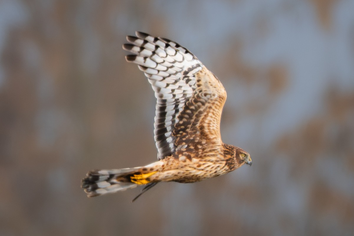 Американский лунь - ML645804148