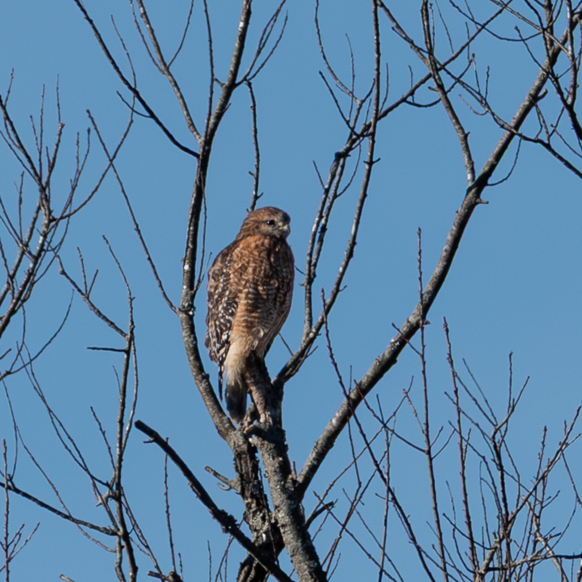 Red-shouldered Hawk - ML645804153
