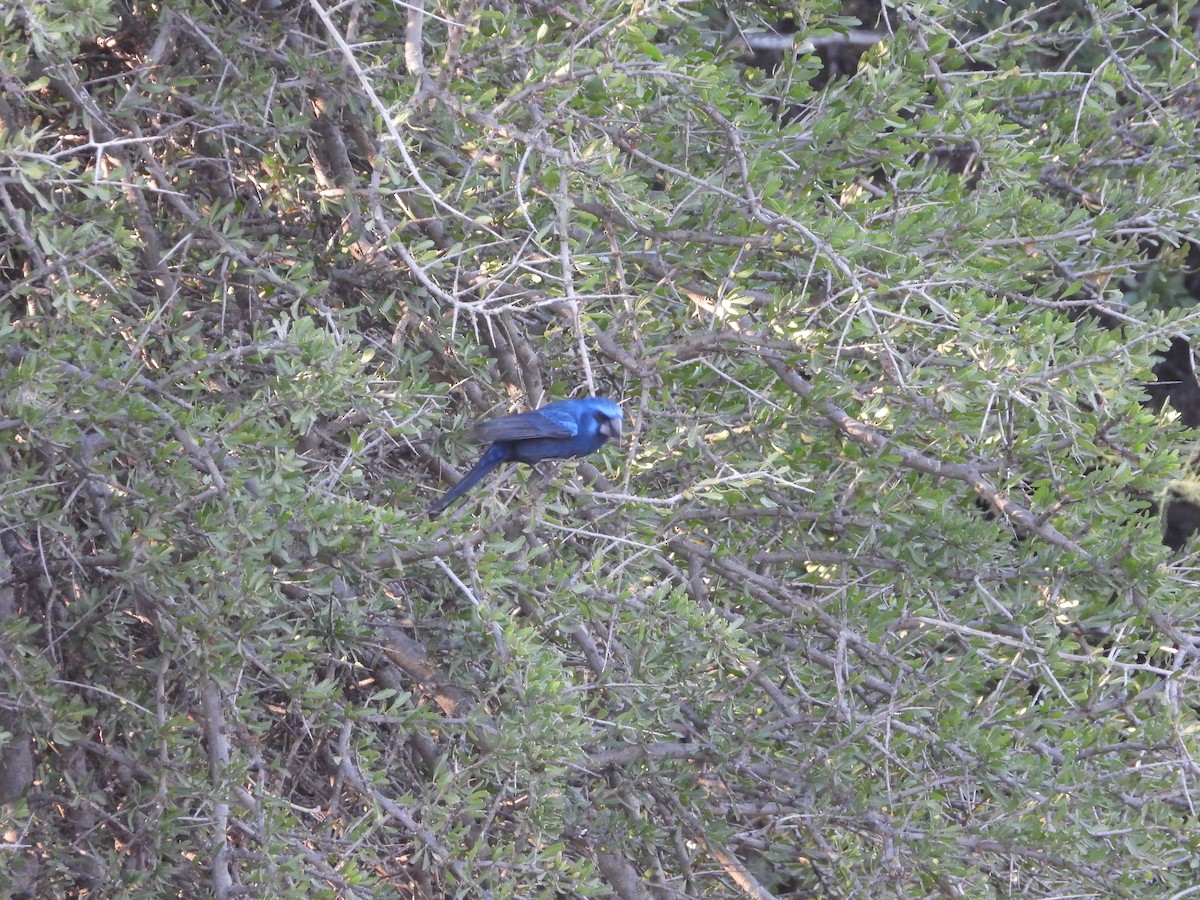 Ultramarine Grosbeak - ML645804154