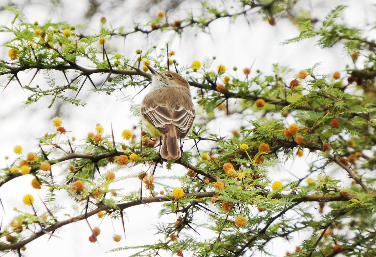 Галапагосский миарх - ML645804156