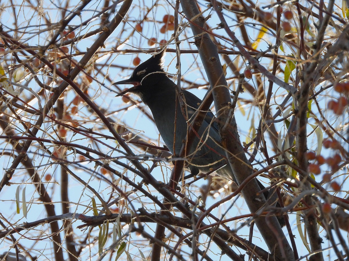 Steller's Jay - ML645804163