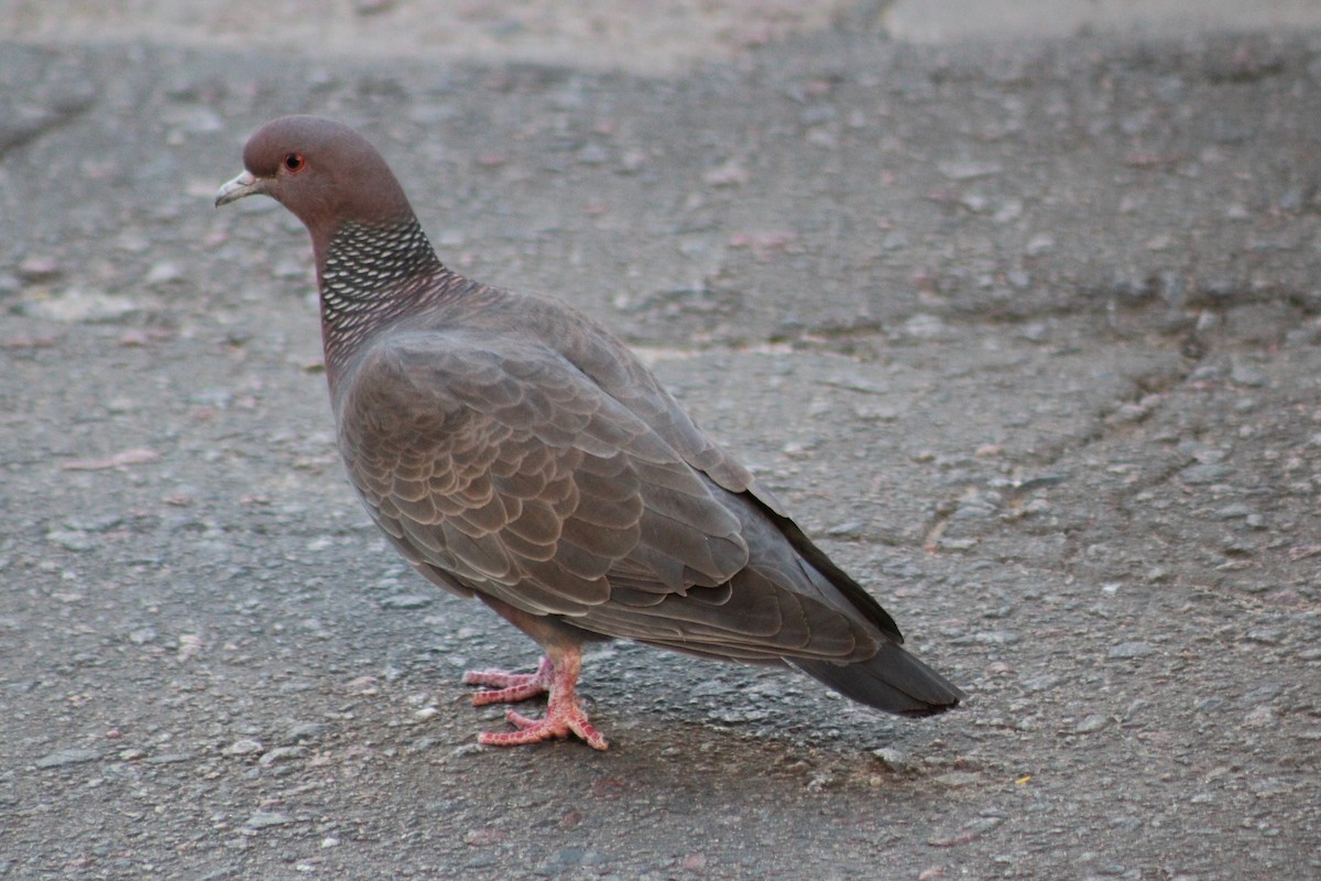 Picazuro Pigeon - ML645804164