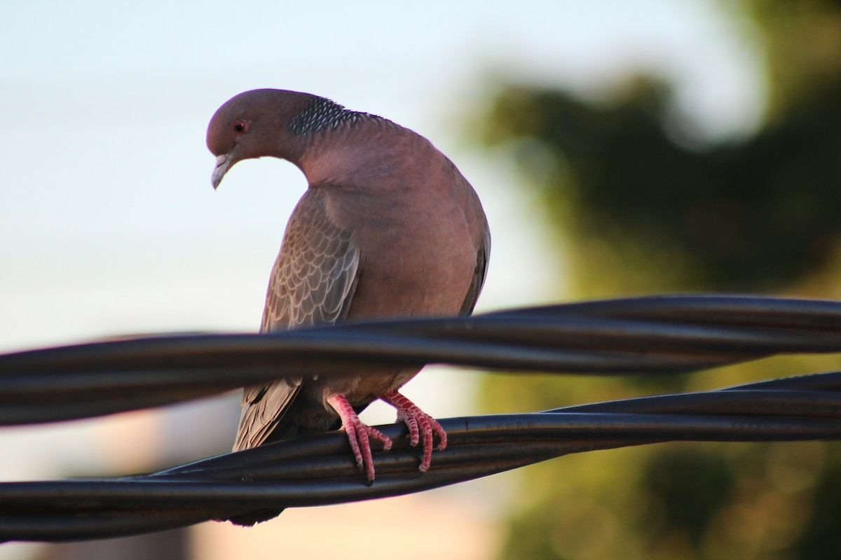 Picazuro Pigeon - ML645804165