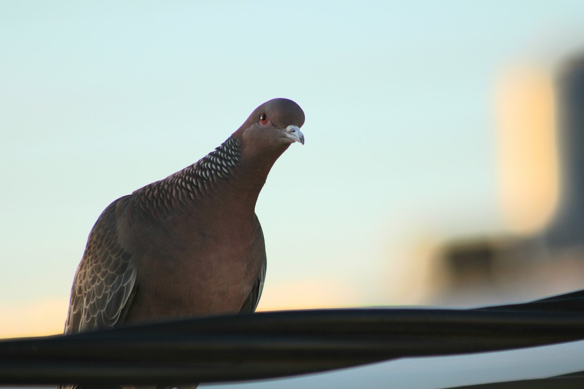Picazuro Pigeon - ML645804166