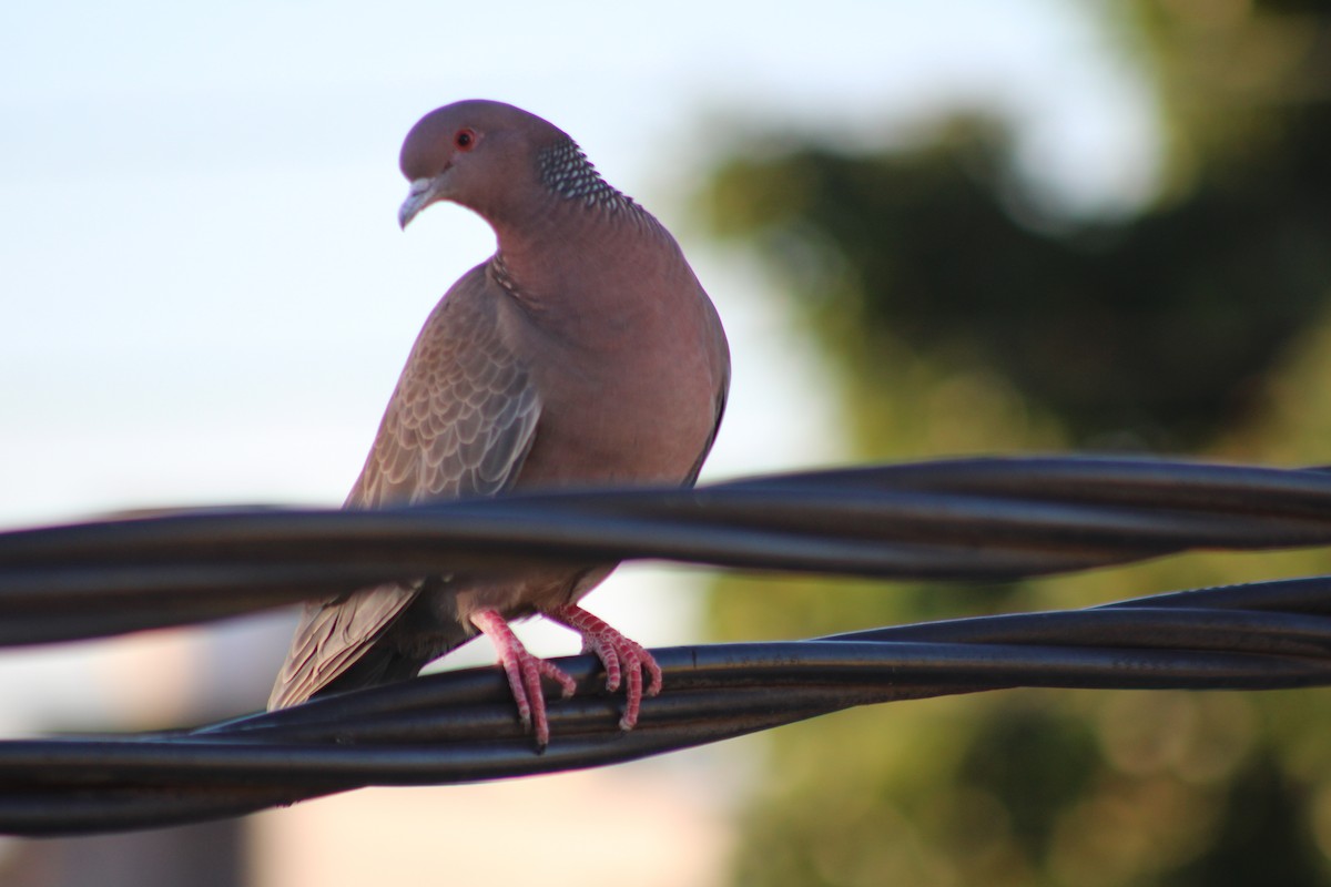 Picazuro Pigeon - ML645804167