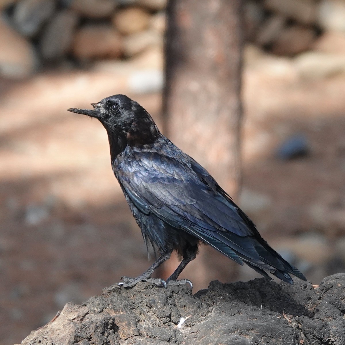 Corvo imperiale - ML645804168