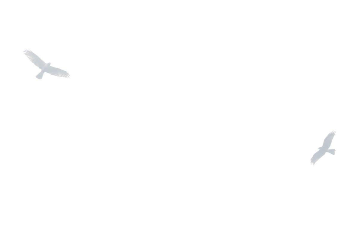 Eastern Marsh Harrier - ML645804191