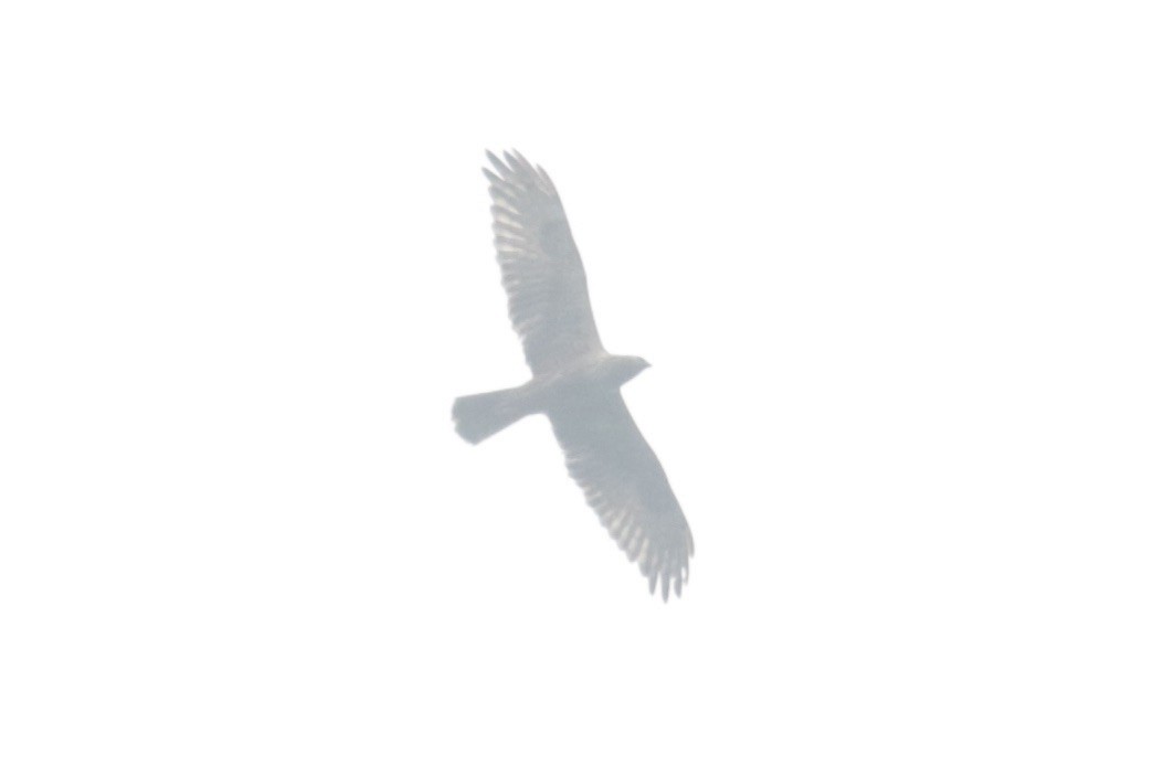 Eastern Marsh Harrier - ML645804192