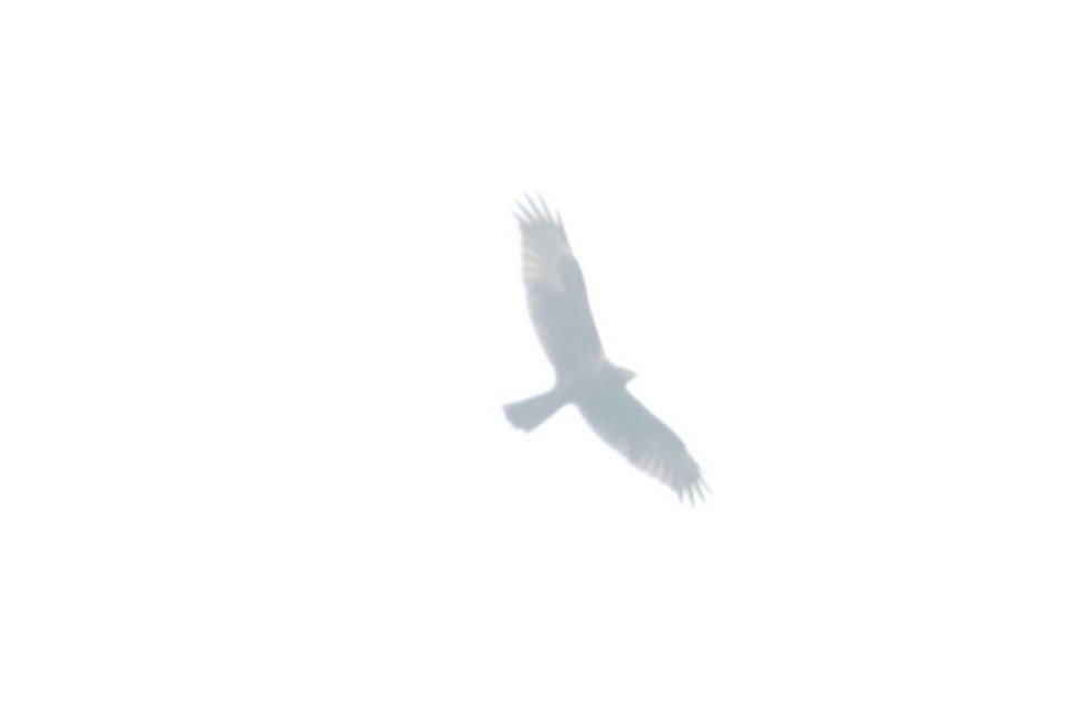 Eastern Marsh Harrier - ML645804197