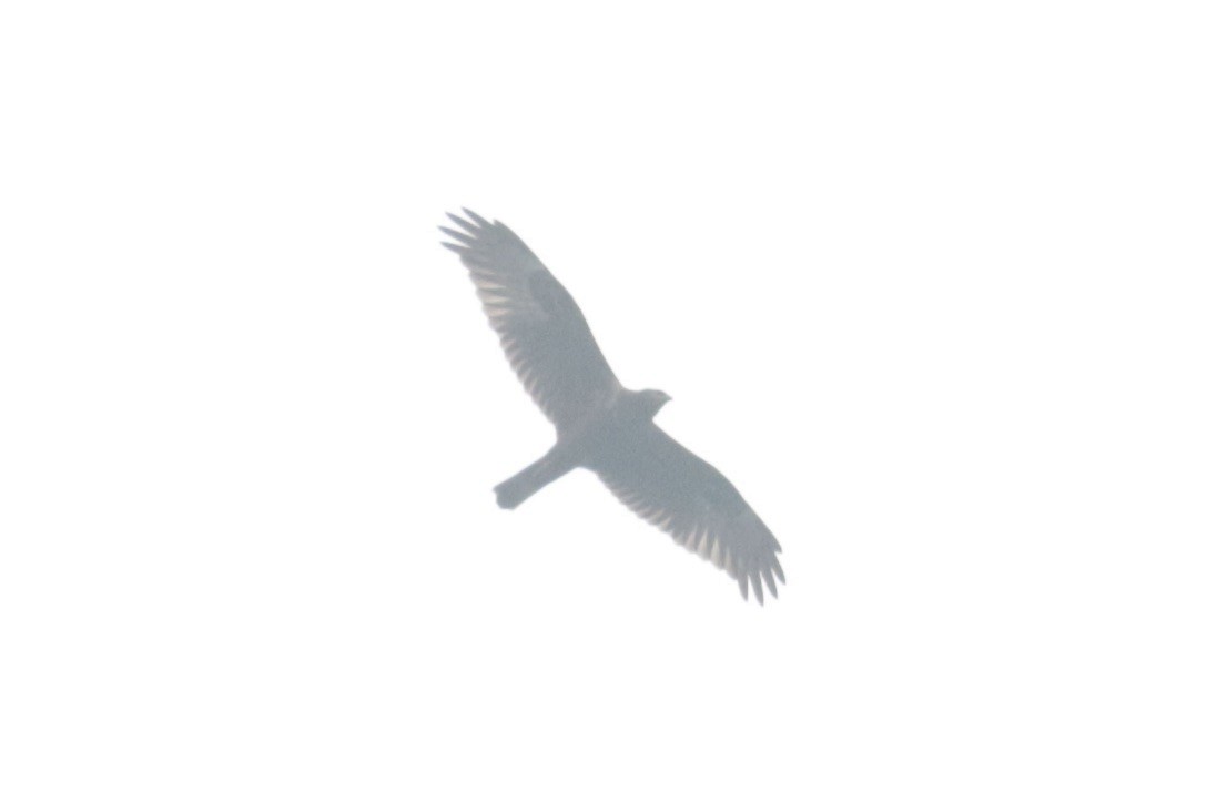Eastern Marsh Harrier - ML645804199