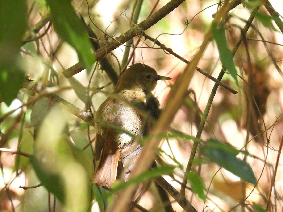 メグロヤブムシクイ - ML645804205