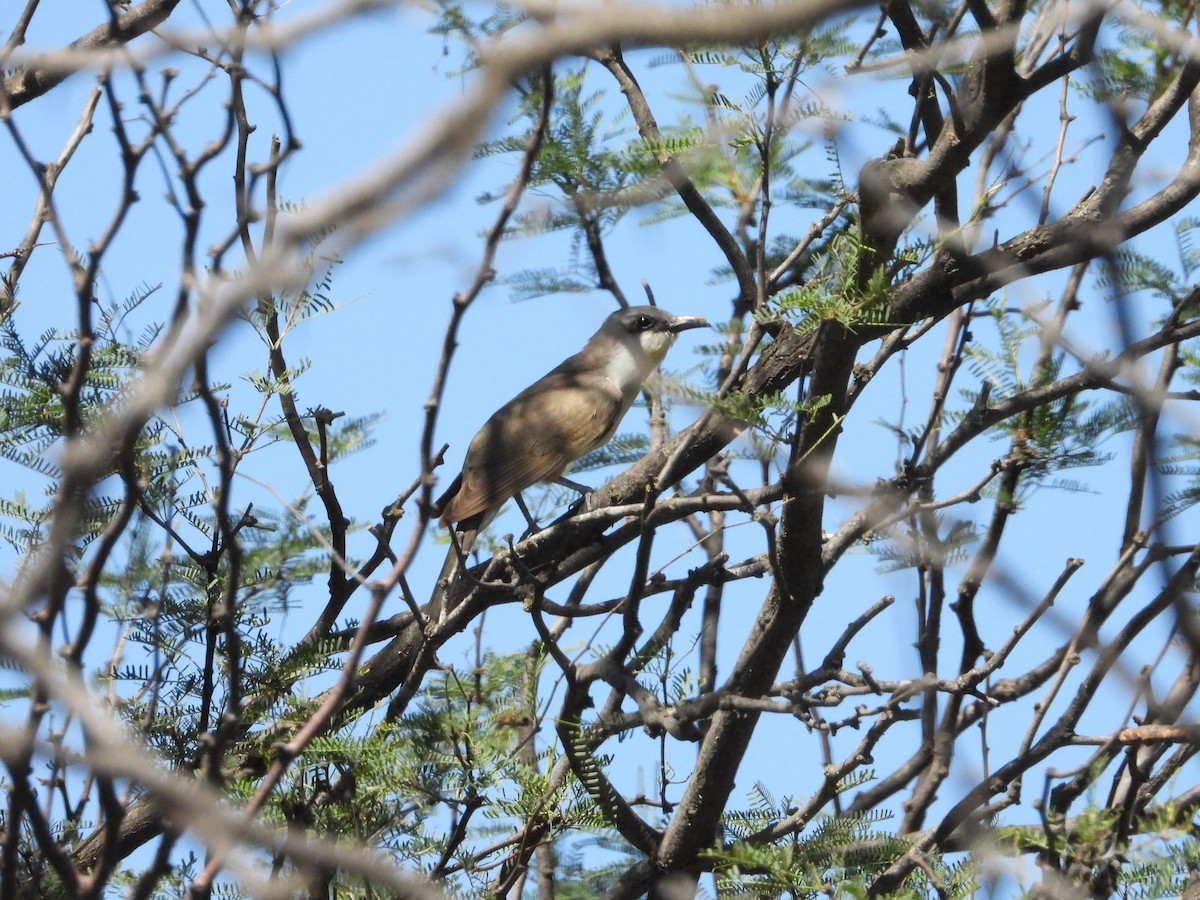 Кукліло бурий - ML645804207