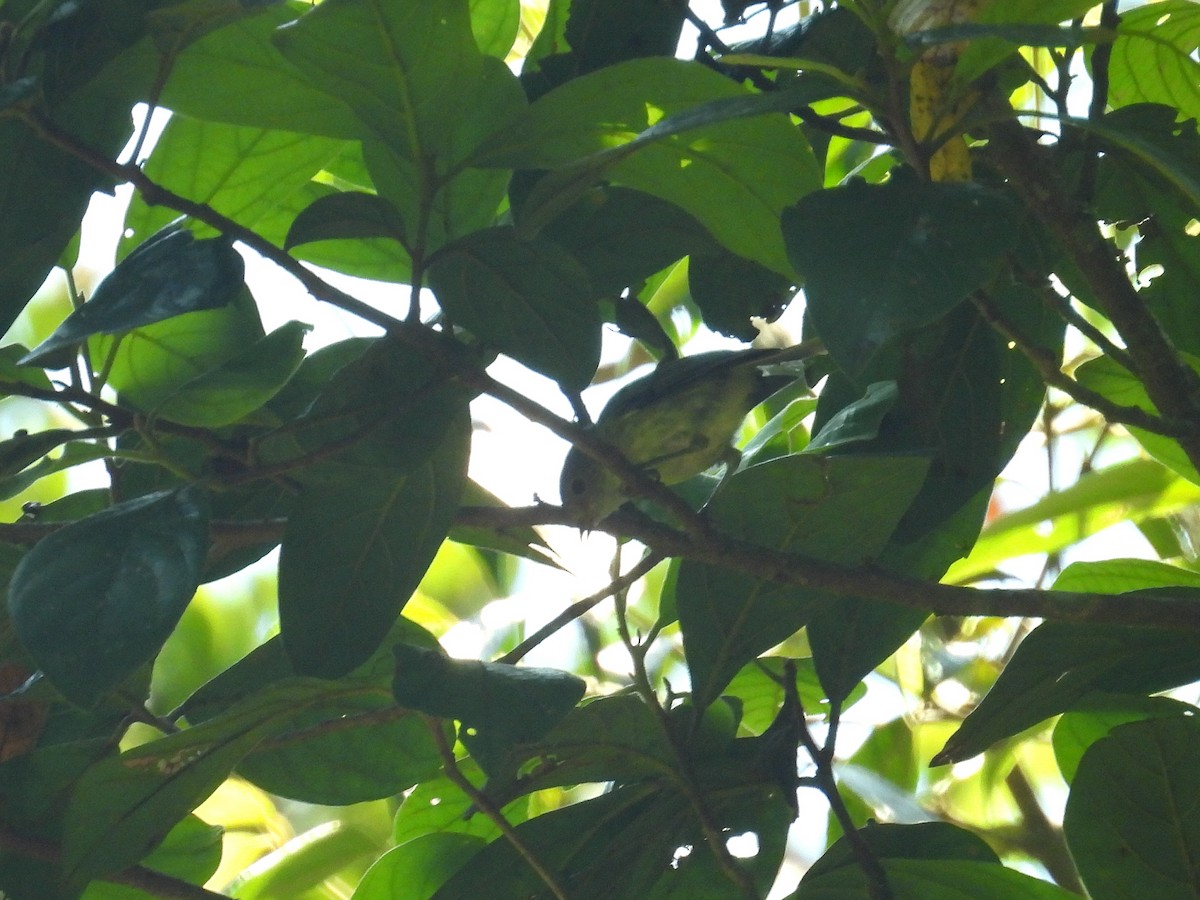Mountain Thornbill - ML645804210