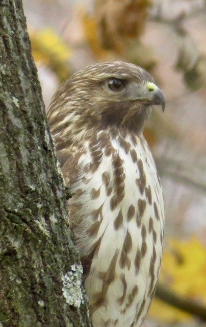 Red-shouldered Hawk - ML645804217