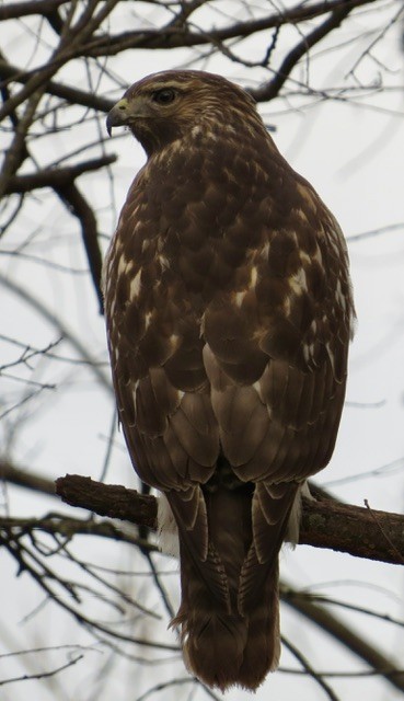 Red-shouldered Hawk - ML645804218