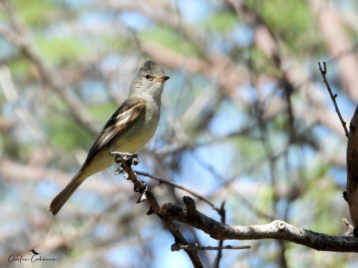 Southern Beardless-Tyrannulet - ML645804224