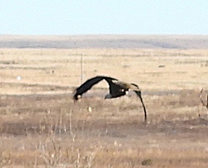 Pigargo Americano - ML645804228