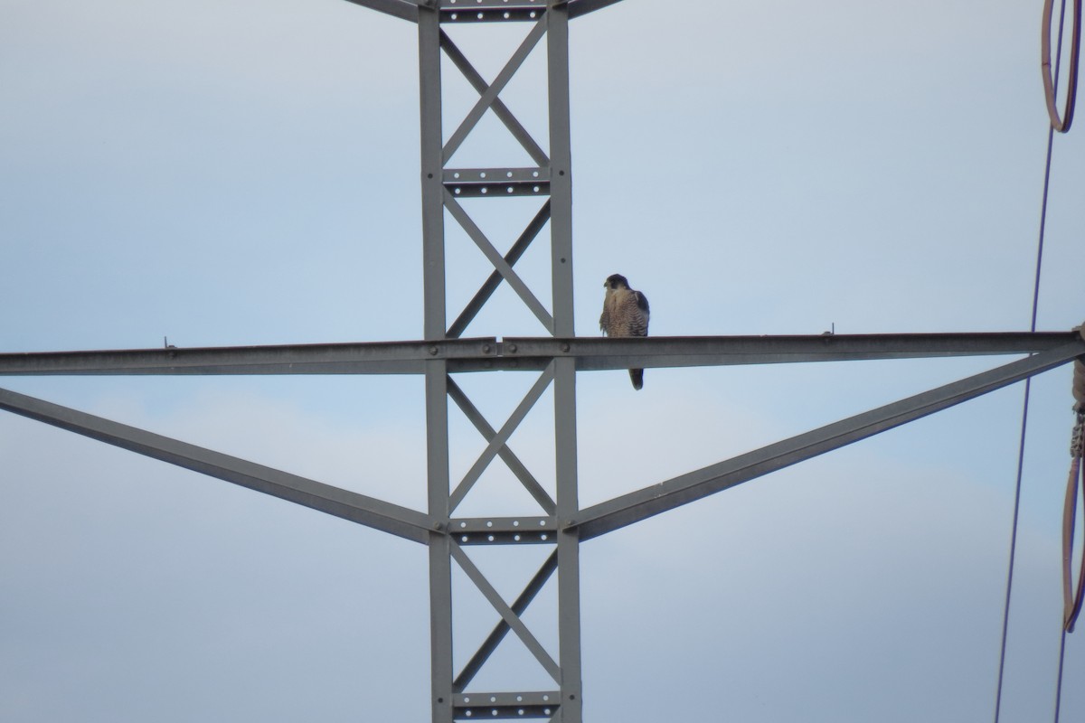 Peregrine Falcon - ML645804232