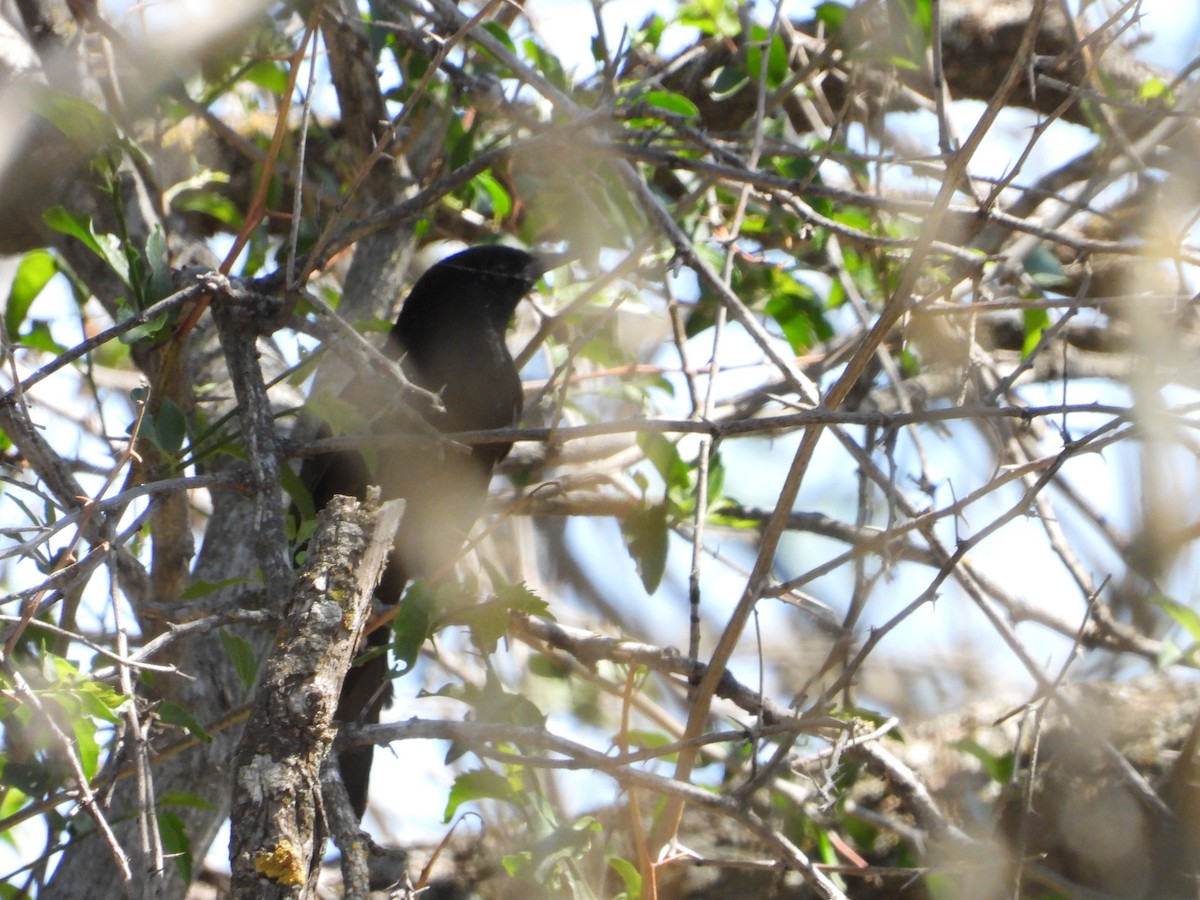 Variable Oriole - ML645804233