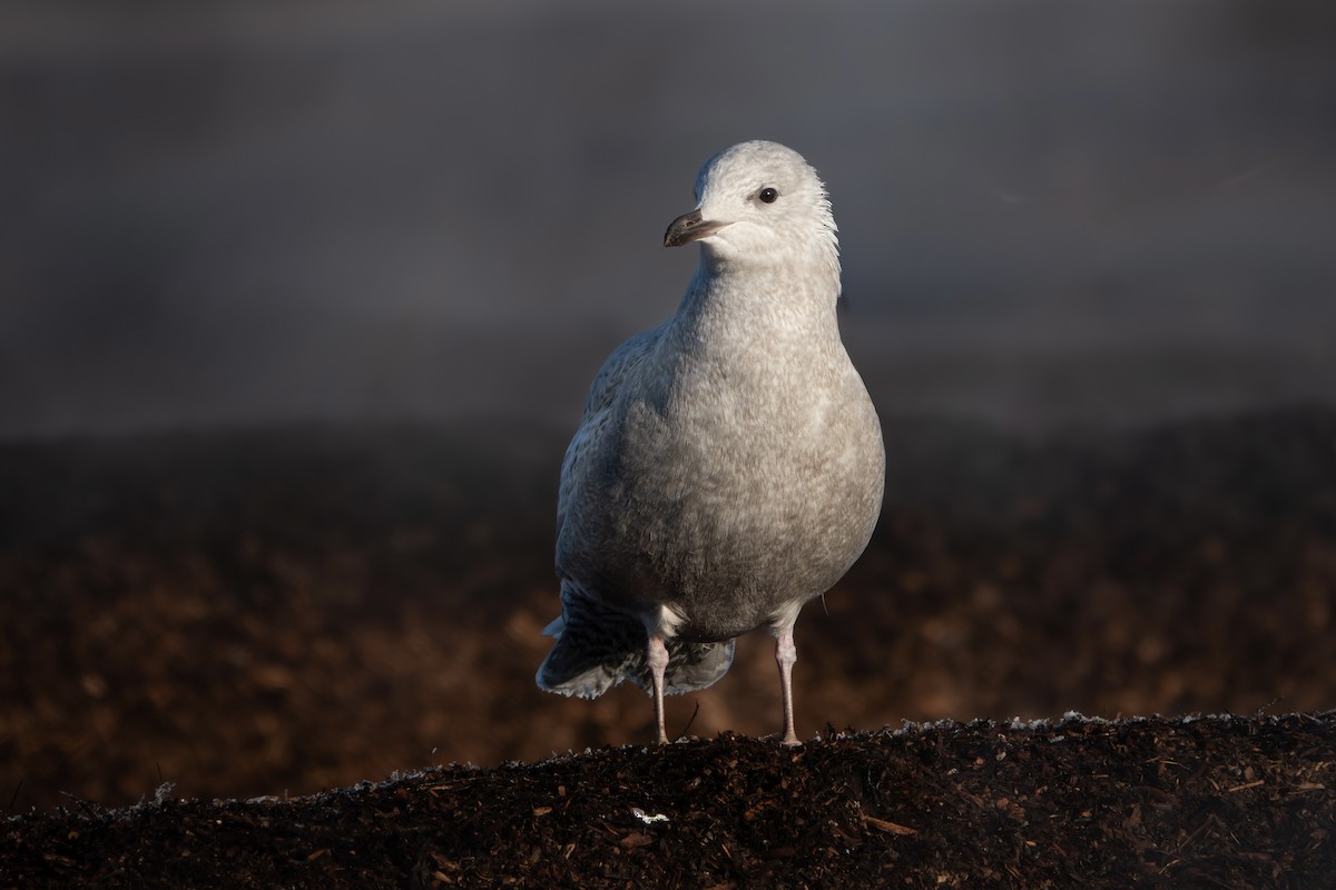 Iceland Gull - ML645804239
