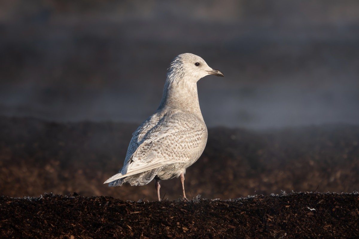 Iceland Gull - ML645804240