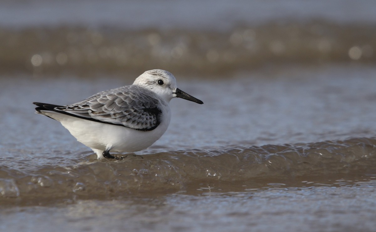 三趾濱鷸 - ML645804243