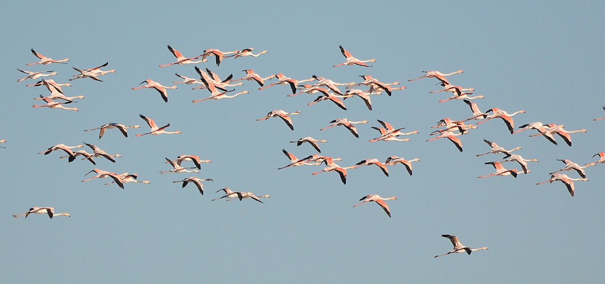 Flamant rose - ML645804252