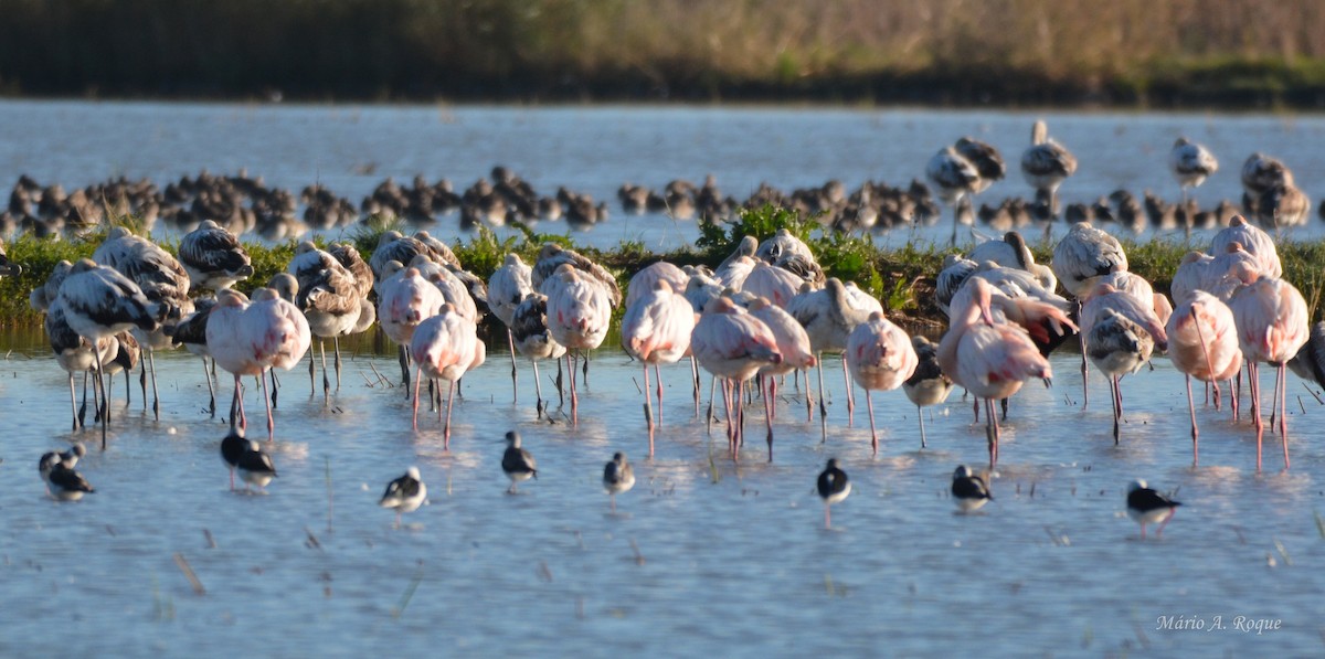 Flamant rose - ML645804253