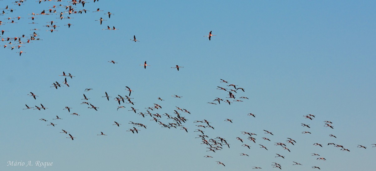 Flamant rose - ML645804254