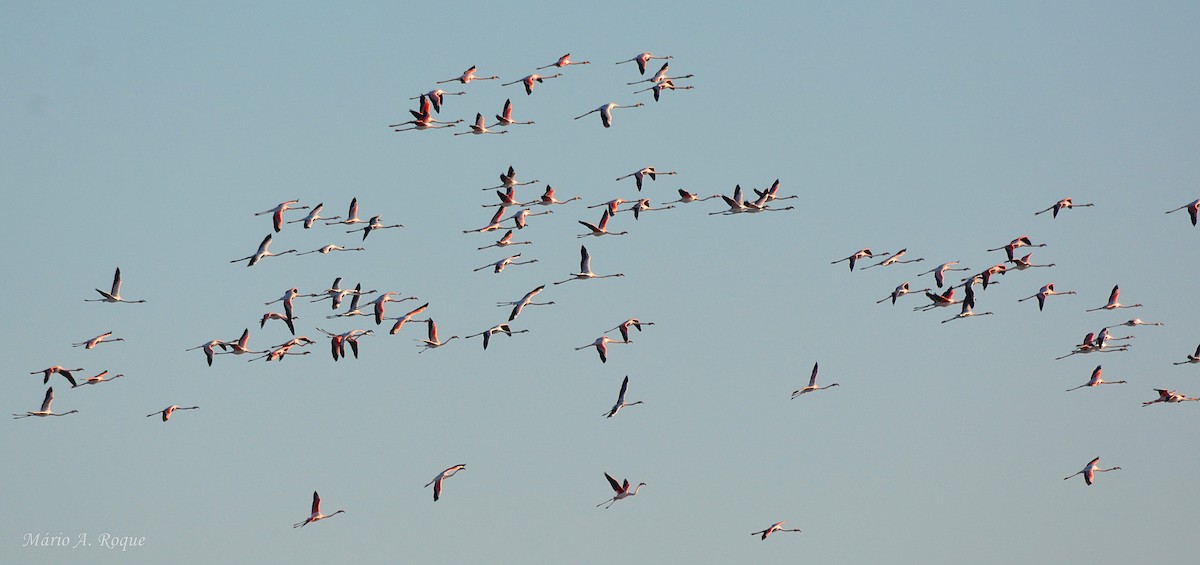 Flamant rose - ML645804255