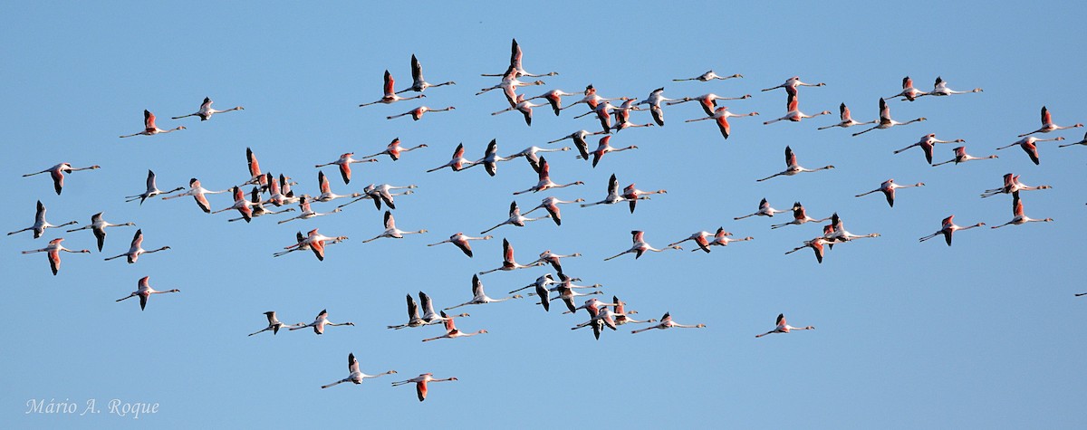 Flamant rose - ML645804256