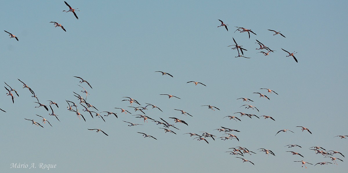 Flamant rose - ML645804257