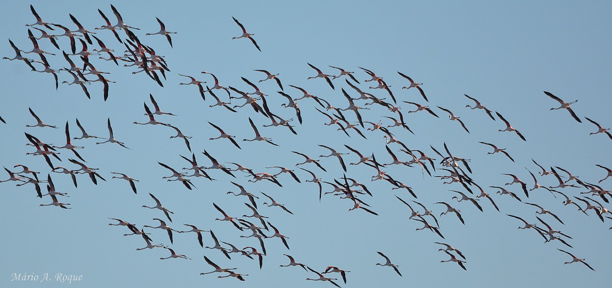 Flamant rose - ML645804258