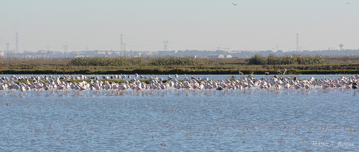 Flamant rose - ML645804259